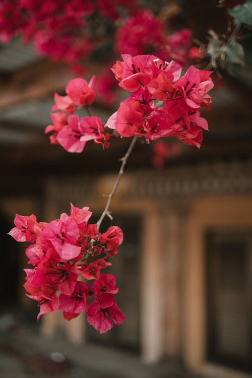 Bougainvillea in Kalavasos