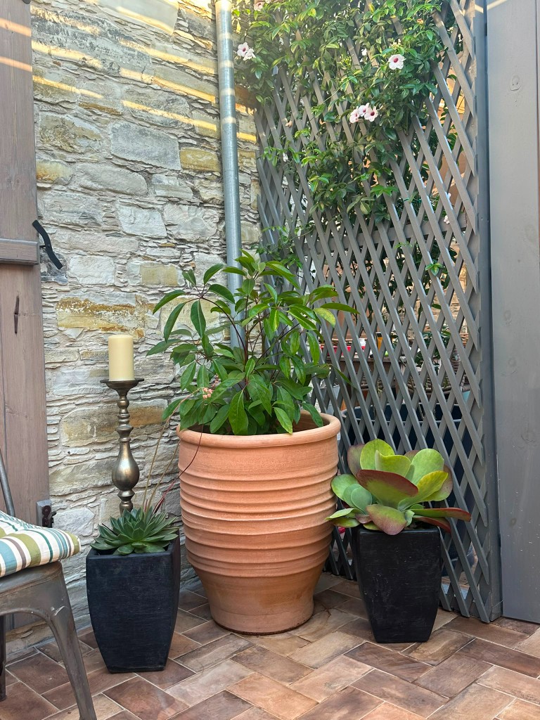 Mediterranean courtyard corner with terracotta pots and succulents
